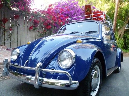 California beetle outstanding color combination very original